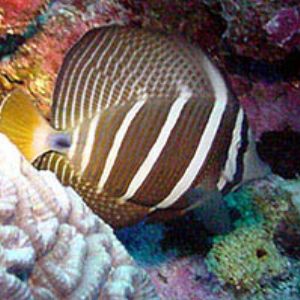 Angelfish/Butterflyf?  Saipan by Martin Dalsaso 